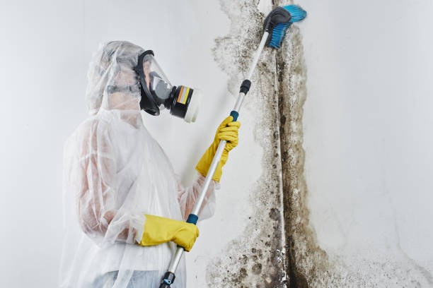 Best Post-Flood Mold Remediation in Keizer, OR