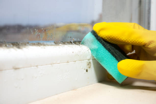 Best Emergency Mold Remediation in Keizer, OR